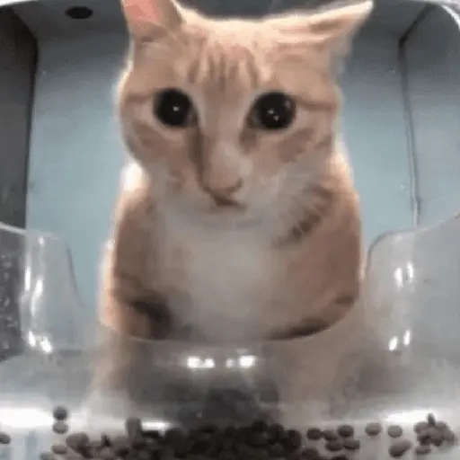 animales random 3
