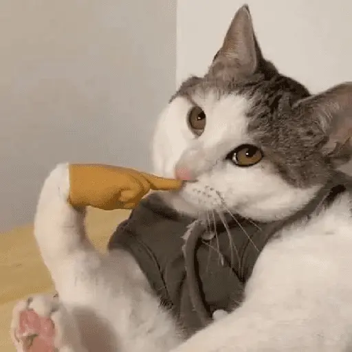 animales random 3