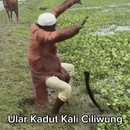 anomali tiktok meme preview