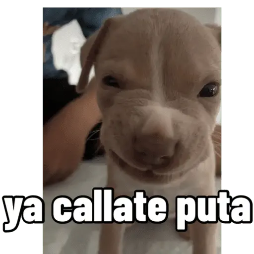 PARA CONTESTAR
