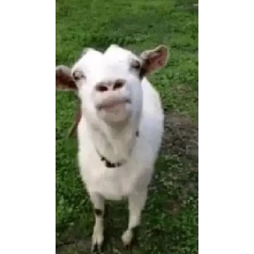 niña