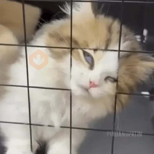 Cat Meme sticker 11