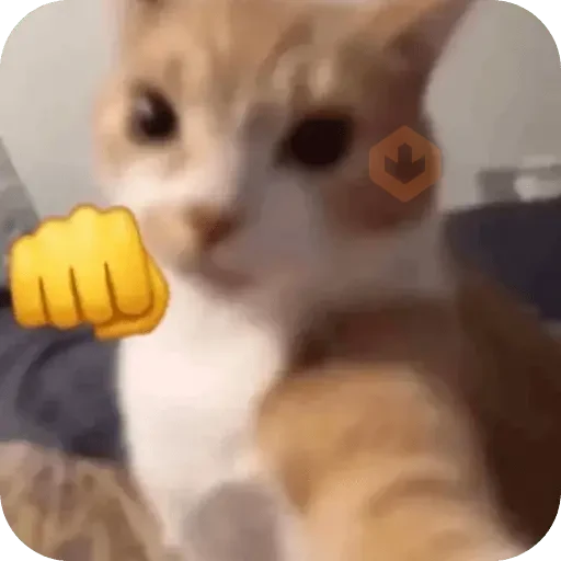 Cat Meme sticker 12