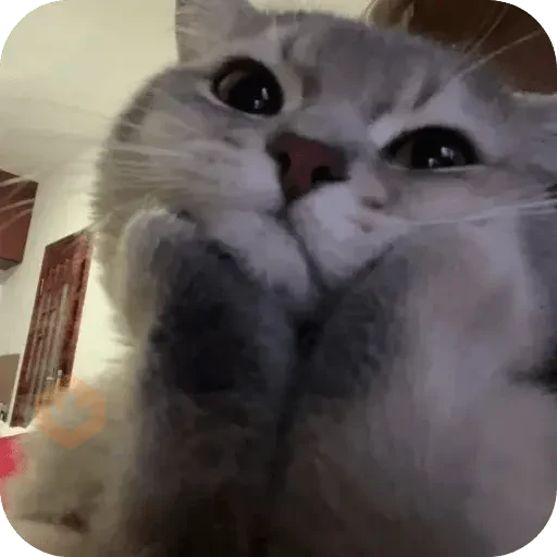 Cat Meme sticker 14
