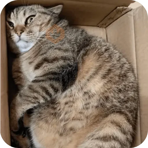 Cat Meme sticker 15