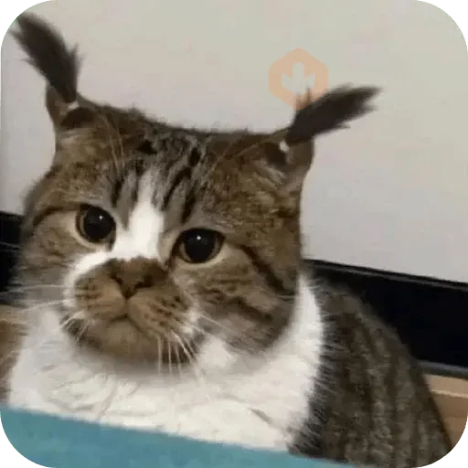 Cat Meme sticker 13