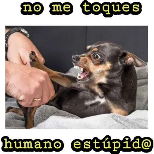 perritos haciendo caras 😌 sticker 12