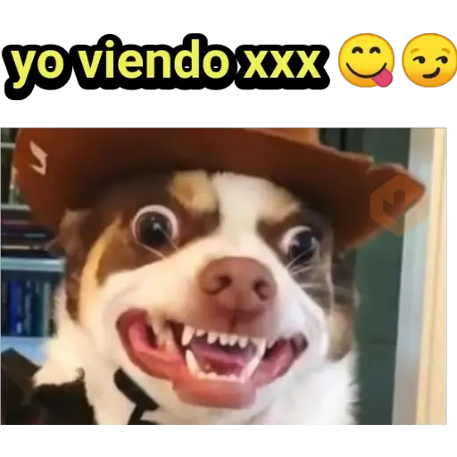perritos haciendo caras 😌 sticker 13