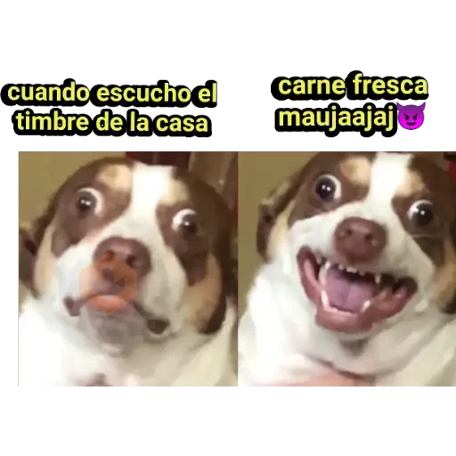 perritos haciendo caras 😌 sticker 16