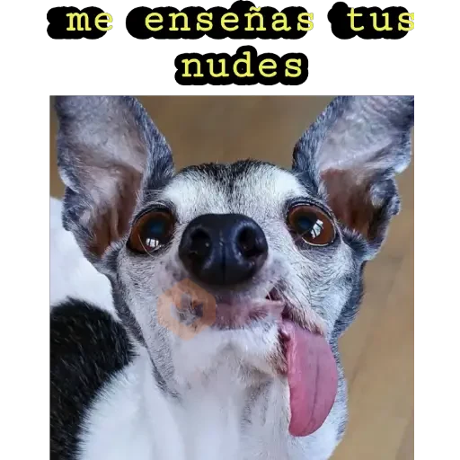 perritos haciendo caras 😌 sticker 11