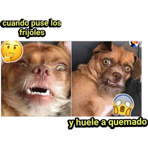 perritos haciendo caras 😌 sticker 14