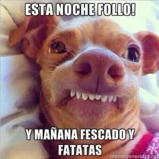perritos haciendo caras 😌 sticker 15