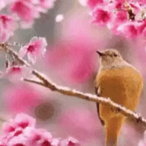 🌼🌼🌼 FELIZ PRIVAVERA 🌼🌼🌼