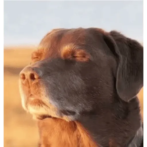 Tiktok stikers