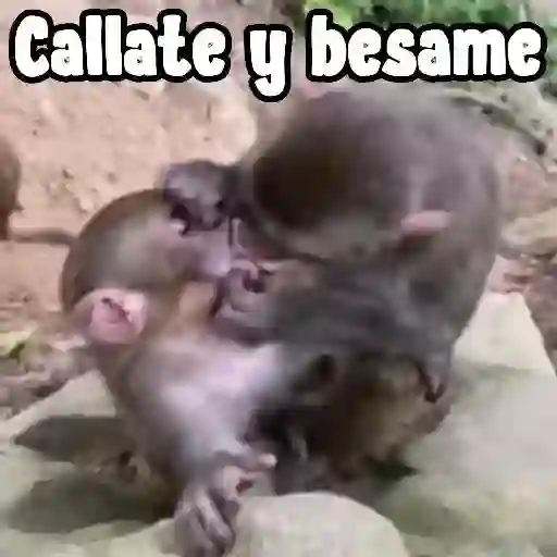 Amor de monos 💕❤️