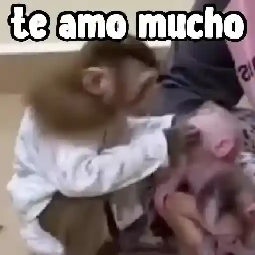 Amor de monos 💕❤️