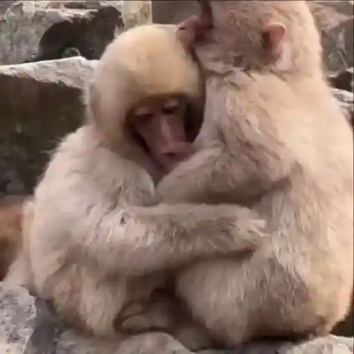 Amor de monos 💕❤️