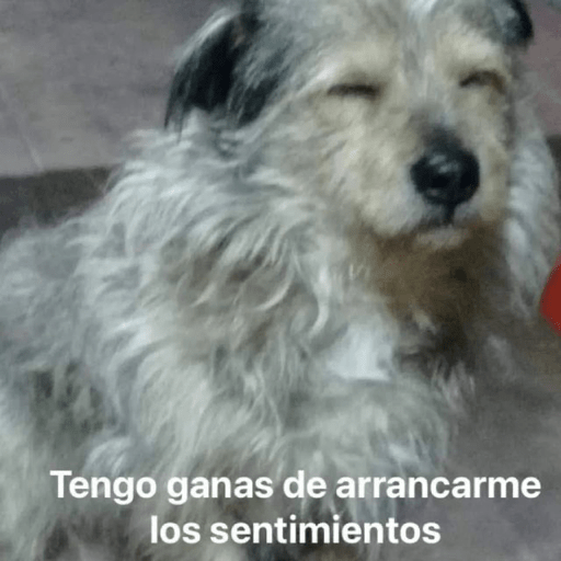 Animales chidoris😅 preview