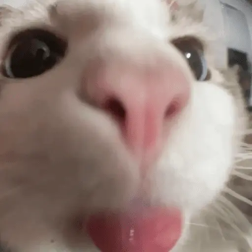 👅 LENGUITAAAAA 👅