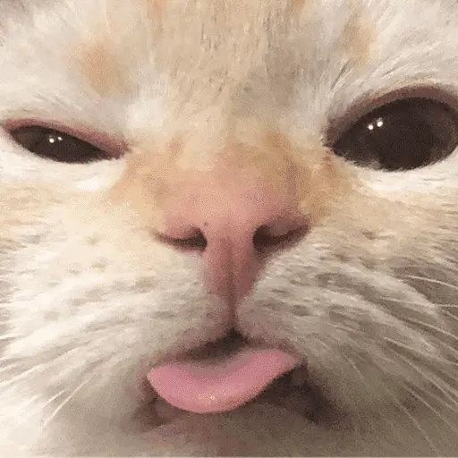 👅 LENGUITAAAAA 👅