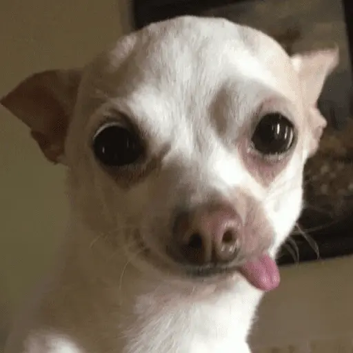 👅 LENGUITAAAAA 👅