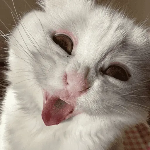 👅 LENGUITAAAAA 👅