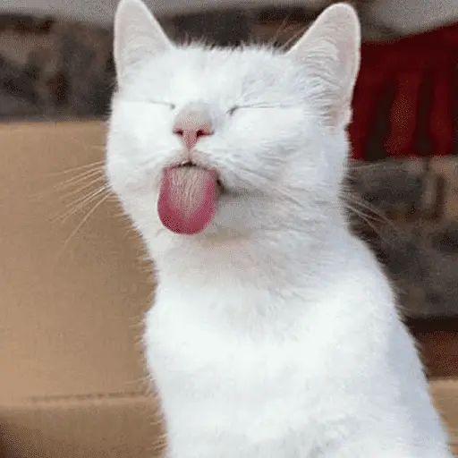 👅 LENGUITAAAAA 👅