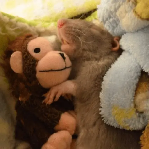 ratitas
