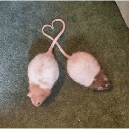 ratitas