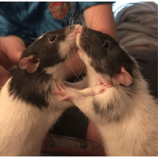 ratitas preview