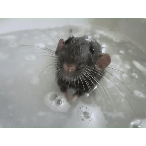 ratitas