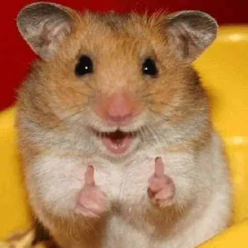 ratitas
