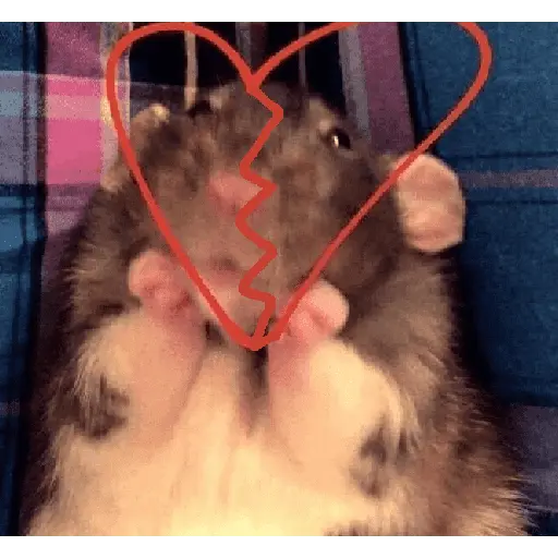 ratitas