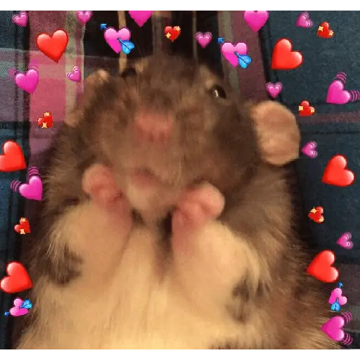 ratitas