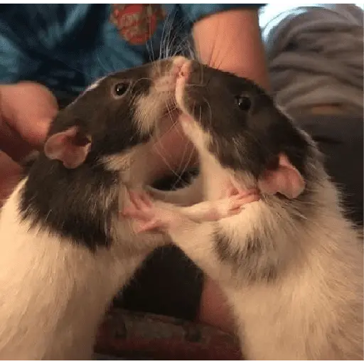 ratitas