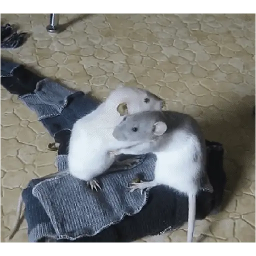 ratitas