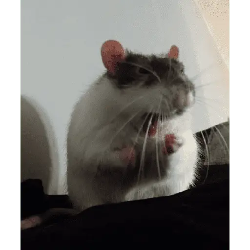 ratitas