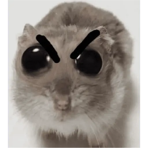 ratitas
