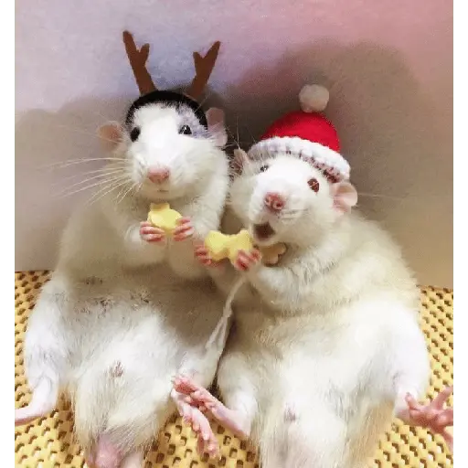 ratitas