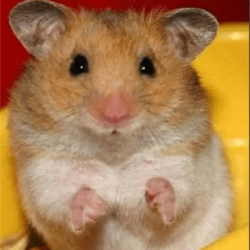 ratitas