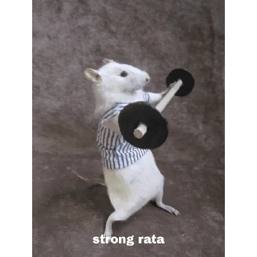 ratitas