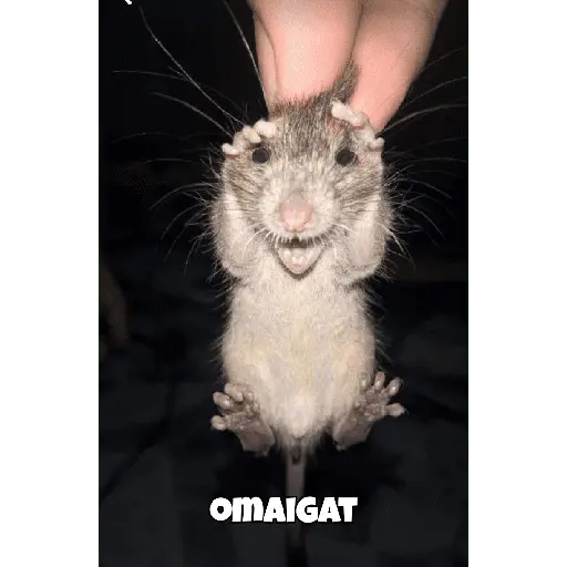 ratitas