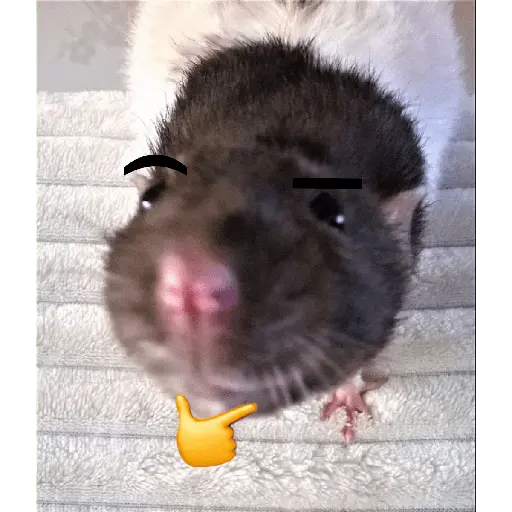 ratitas