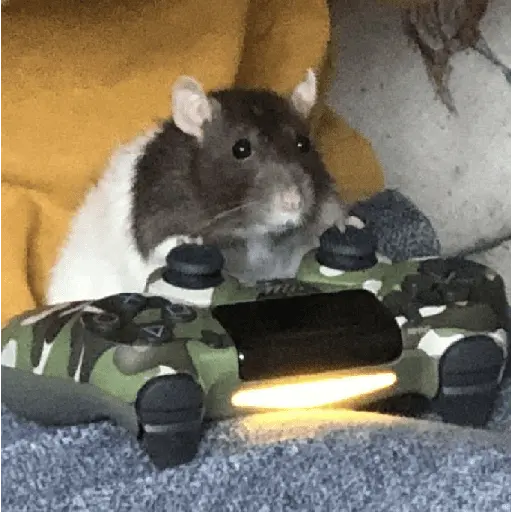 ratitas