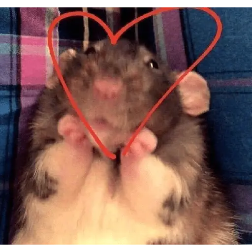 ratitas