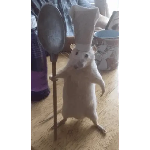 ratitas