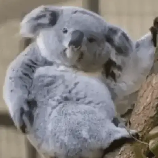 Animales Moods🌳🫒