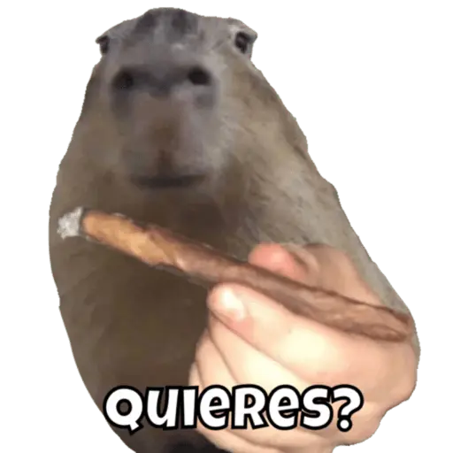 Animales miados