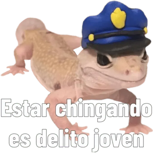Animales miados