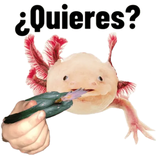 Animales miados